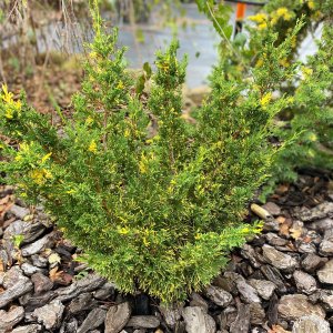 Borievka čínska (Juniperus chinensis) ´PLUMOSA AUREOVARIEGATA´ - výška 30-50 cm, kont. C5L